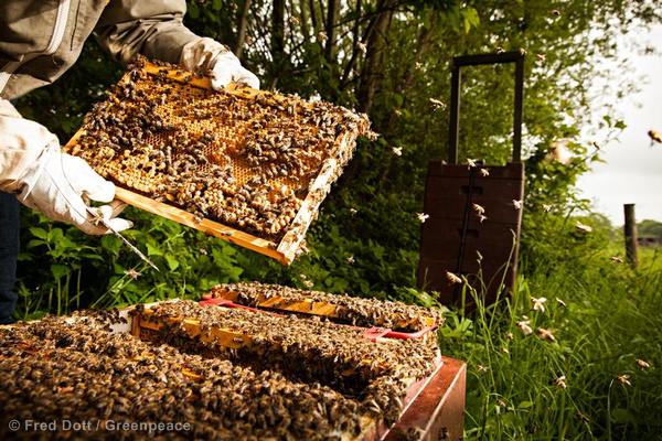 Beekeeper and honeycomb frames with masses of bees.