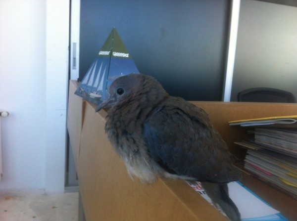 A dove that visited the office of Greenpeace Turkey on the day the Twitter ban was passed.