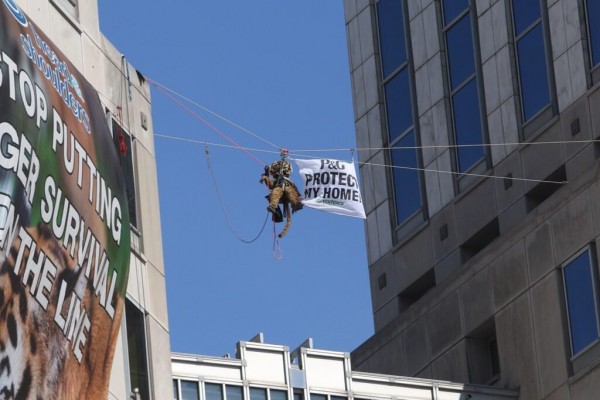 A Greenpeace activist dressed in a tiger costume suspended on a zipline between P&G's headquarters in Cincinnati. 