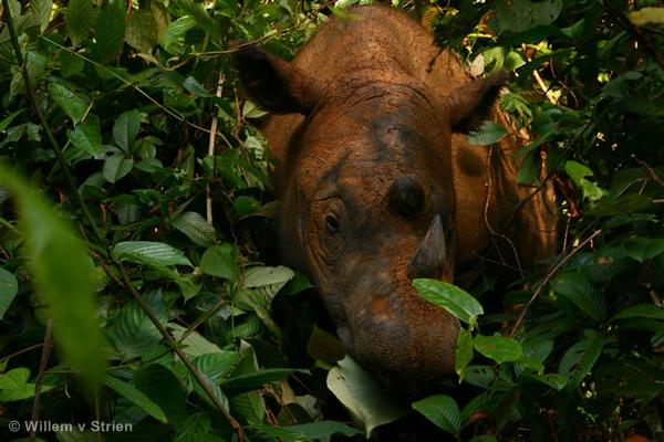 Rhinoceros in Sumatra
