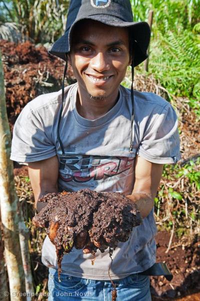 A palm oil worker holds peat 