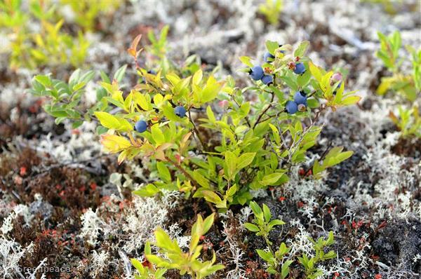 These blueberries in Quebec's Broadback Forest must have been visited by wild pollinators.