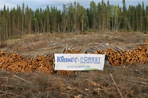 Boreal Forest Destruction in Canada