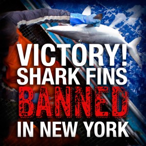 Shark fins are banned in NY!