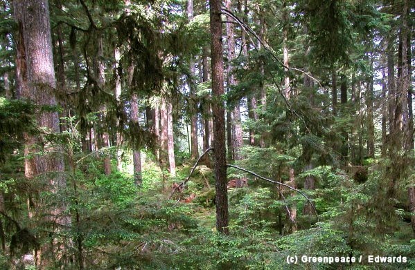 Forest Scene in Tongass National Forest