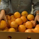 Sustainable Agriculture (Oranges)