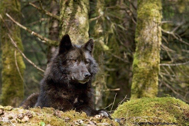Rezultat iskanja slik za boreal forest wolf
