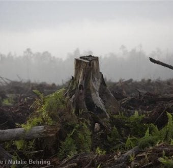 Deforestation in Sumatra