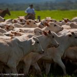 Cattle Ranching at Livestock Farm in Brazil