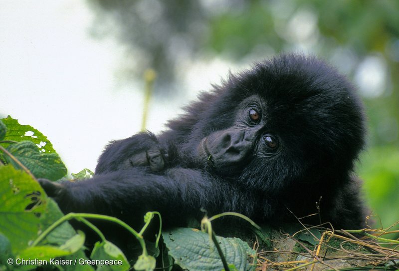 Mountain Gorilla in National Park in CongoBerggorilla im Kongo Regenwald