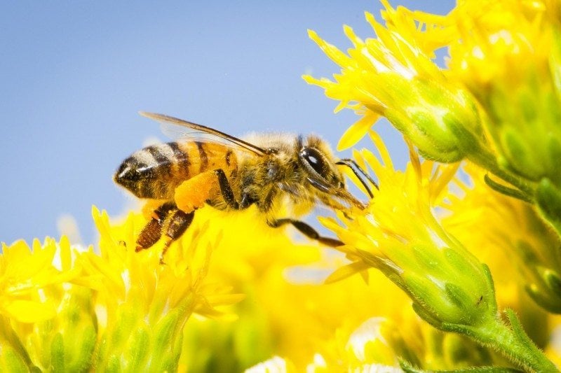 Is the Key to Saving Pollinators … Honey Bee Semen?, Science