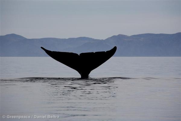 blue whales
