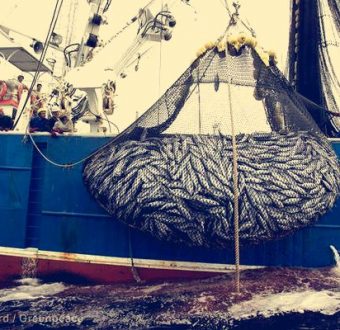 Walmart's Great Value Tuna Reaches its Sustainability Target - WWF