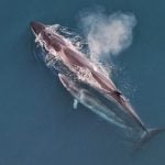 Sei whale mother and calf seen from the air
