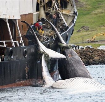 Documentation on Whaling in Iceland