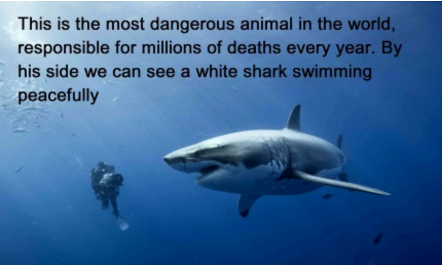 28 quotes, facts and graphs from the new UN global use of shark