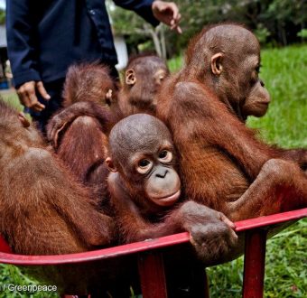 Orangutan in Central Kalimantan