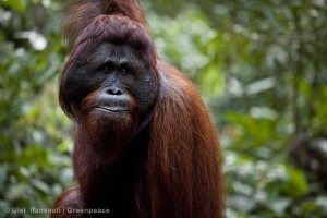 nutella-gate-1-orangutan.jpg - Greenpeace USA