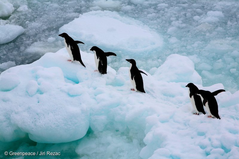 Adeli Penguins in the Southern Ocean