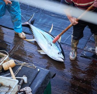 Dead Tuna on Longline Fishing Vessel in the Pacific Ocean