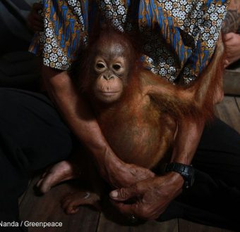 Orangutan Rescued in West Kalimantan