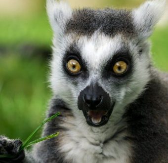 Surprised Lemur