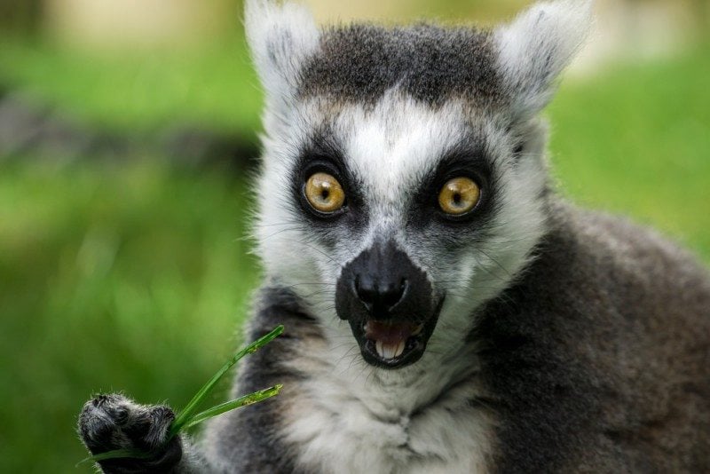 Surprised Lemur