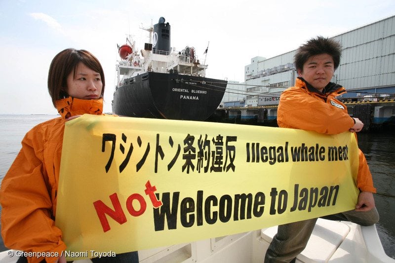 Oceans Action Against Whaling in Japan