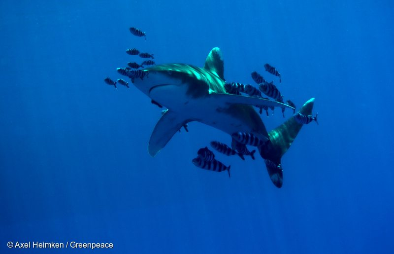 Oceanic whitetip shark and pilot fishes off the Egyptian coast.