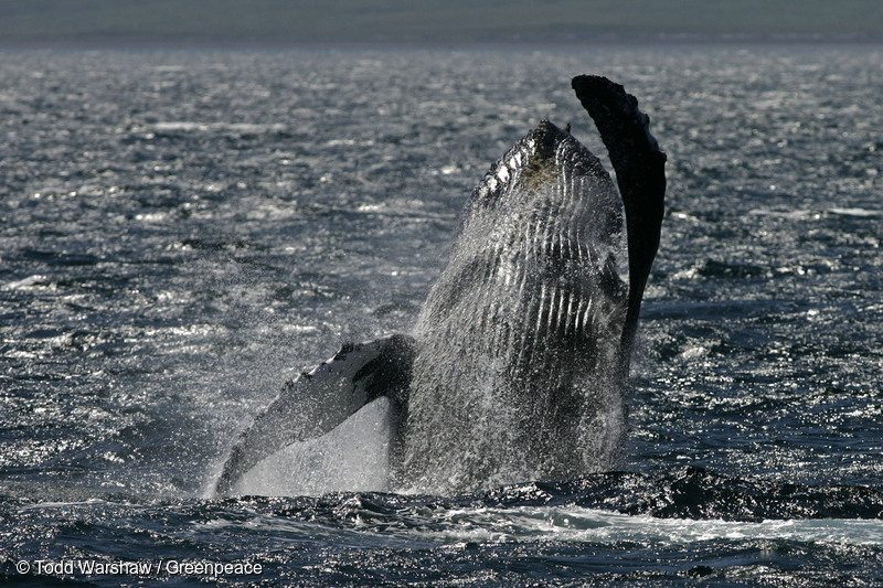 Humpback Whales in Gulf of Alaska