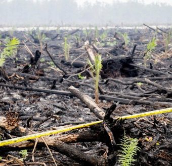 A crime scene: burned peatland and forest remains, planted with oil palm seedlings.
