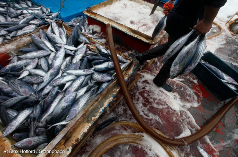 Purse Seine Fishing: Different Methods - International Seafood  Sustainability Foundation