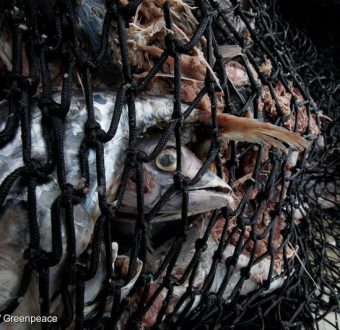 Tuna is seen caught in the net of the purse seine fishing vessel.