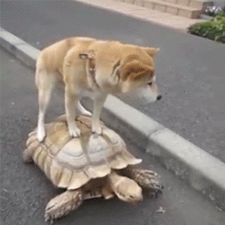 Dog and Turtle Buddies