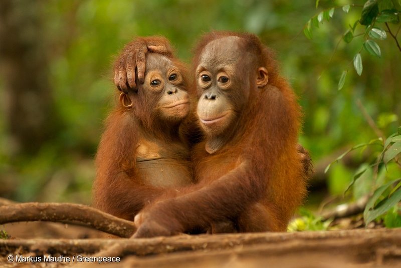 These 5 amazingly cute animals are put at risk by climate change -  Greenpeace USA