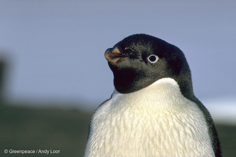The Ross Sea is home to 38 percent of the world population of Adélie penguins. And now it will be an Ocean Sanctuary!