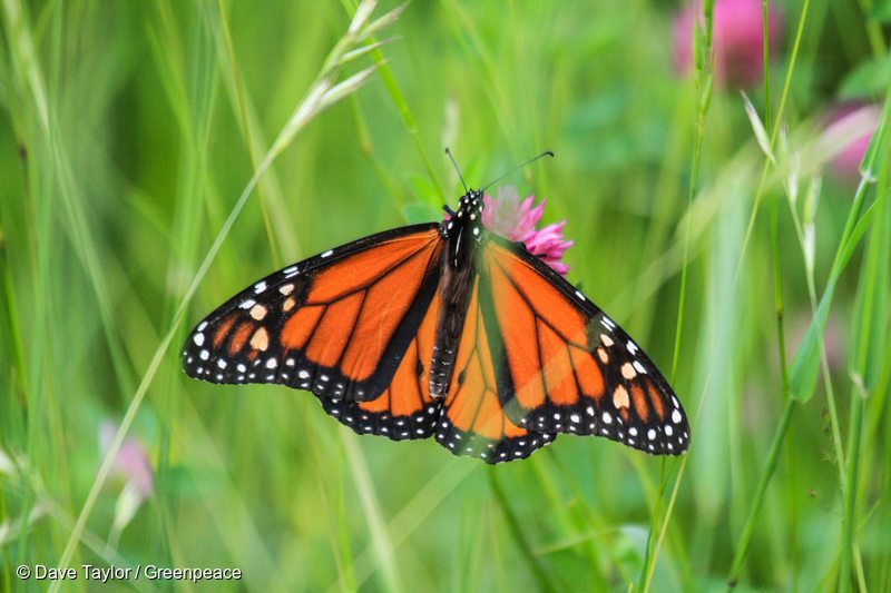 Monarch Butterfly in Canadian Boreal Forest