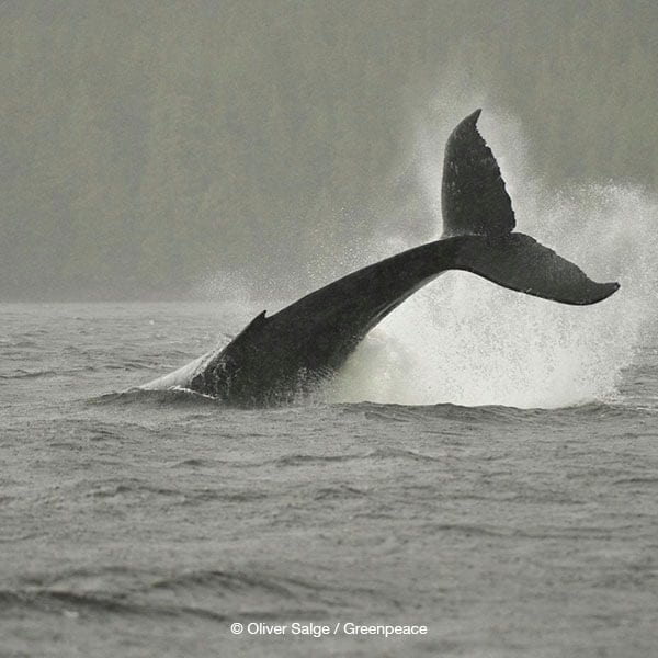 Ways To Take Action Whale Tale Polaroid Greenpeace Usa
