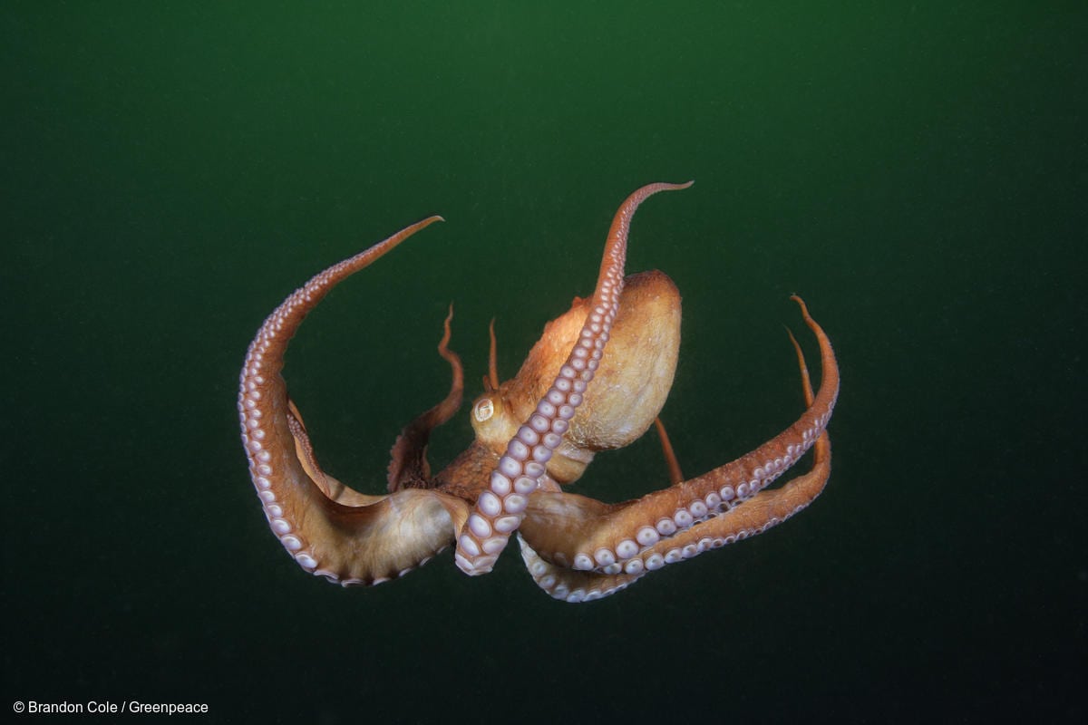 What My Octopus Teacher Has To Teach Us Greenpeace Aotearoa