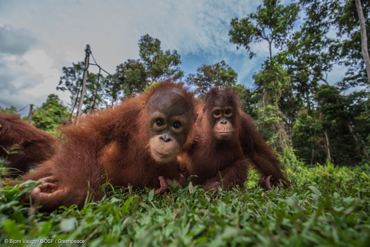 On World Orangutan Day - 10 Amazing Facts About These Critically Endangered  Species - Greenpeace USA