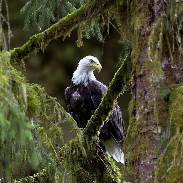 The Politics Behind the Tongass Attack - Greenpeace USA