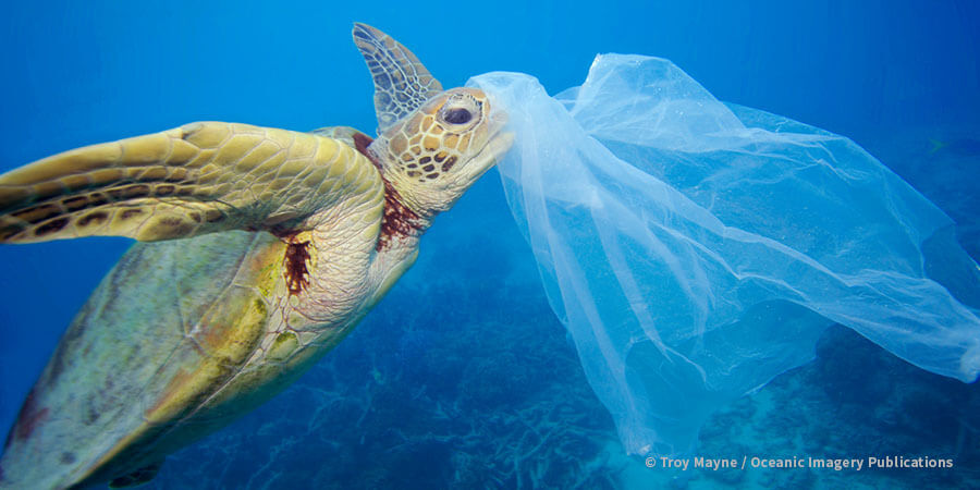 Sea turtle swimming through plastic