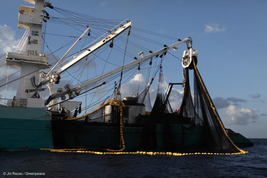 High Stakes: The Impacts of Destructive Fishing - Greenpeace USA