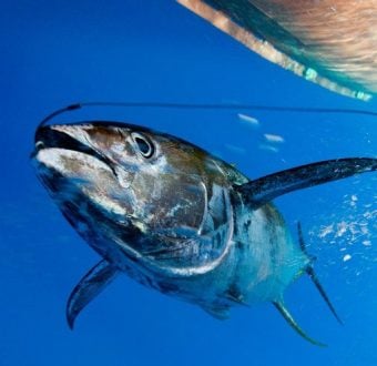 The harsh reality of longline fishing - Greenpeace USA